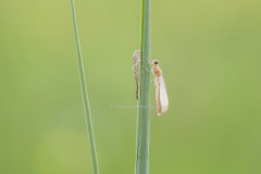 vers vrouwtje met larvenhuidje