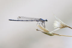 Berijpte breedscheenjuffer, Platycnemis kervillei, male