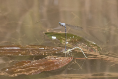 Berijpte breedscheenjuffer, Platycnemis kervillei
