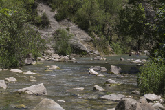 Berijpte breedscheenjuffer, Platycnemis kervillei, habitat