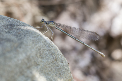 Berijpte breedscheenjuffer, Platycnemis kervillei, female