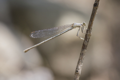 Berijpte breedscheenjuffer, Platycnemis kervillei, female
