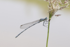 Berijpte breedscheenjuffer, Platycnemis kervillei, male