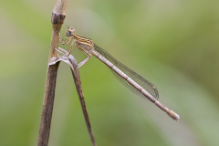 Blauwe breedscheenjuffer, Platycnemis pennipes, female