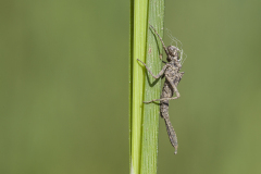 Blauwe breedscheenjuffer, Platycnemis pennipes, exuvia
