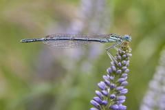 Blauwe breedscheenjuffer, Platycnemis pennipes, male