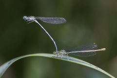 Blauwe breedscheenjuffer, Platycnemis pennipes, tandem