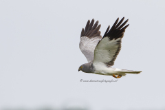 Blauwe kiekendief (man)