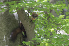 Boommarter, Martes martes, vrouw, female