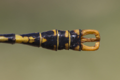 Boudot tanglibel/Onychogomphus boudoti/appendages/aanhangsels