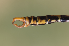 Boudot tanglibel/Onychogomphus boudoti/appendages/aanhangsels