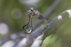 Boudot tanglibel/Onychogomphus boudoti/copula