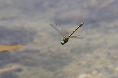 Bronslibel, Oxygastra curtisii, male