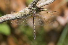 Bronslibel, Oxygastra curtisii, female