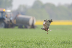 Bruine Kiekendief, man
