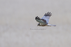 Bruine Kiekendief, man