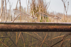bruine winterjuffer, Sympecma fusca