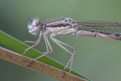 bruine winterjuffer, Sympecma fusca