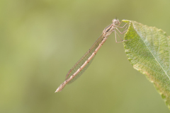 bruine winterjuffer, Sympecma fusca