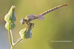 gestreepte haaklibel, Paragomphus lineatus