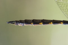 gevlekte glanslibel, Somatochlora flavomaculata