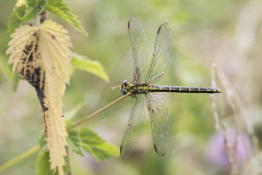gevorkte rombout, Gomphus graslinii