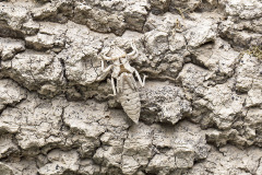 gevorkte rombout, Gomphus graslinii