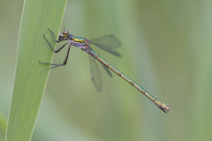 gewone pantserjuffer, Lestes sponsa