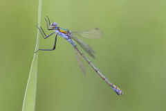 gewone pantserjuffer, Lestes sponsa