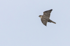 Giervalk, Falco rusticolus