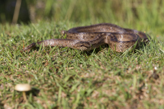 Gladde slang, Coronella austriaca