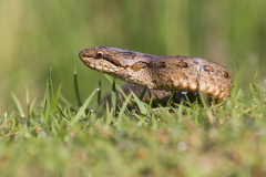 Gladde slang, Coronella austriaca