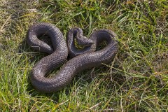 Gladde slang, Coronella austriaca