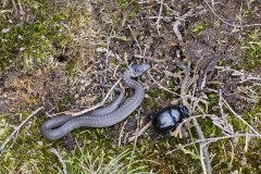 Gladde slang, Coronella austriaca