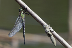 Glassnijder, Brachytron pratense, man, male, exuvia