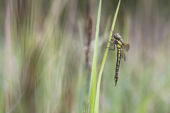 Glassnijder, Brachytron pratense, vrouw, female