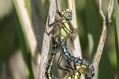 Glassnijder, Brachytron pratense, copula