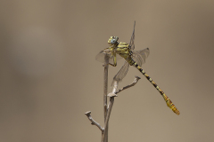 Golftanglibel/Onychogomphus flexuosus/man/male