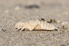 Golftanglibel/Onychogomphus flexuosus/huidje/exuvia