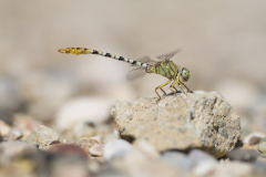 Golftanglibel/Onychogomphus flexuosus/man/male