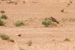 2011-04-16-noord-oost-vanTendrara-Marokko-9474