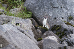 hermelijn, Mustela erminea