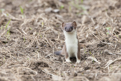 hermelijn, Mustela erminea