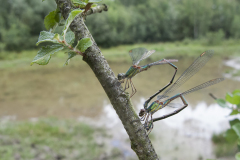 houtpantserjuffer, Chalcolestes viridis