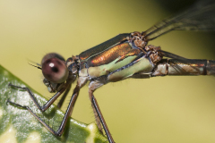 houtpantserjuffer, Chalcolestes viridis