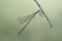 houtpantserjuffer, Chalcolestes viridis