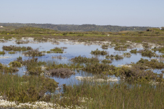 Habitat - Iberisch lantaarntje - Ischnura graellsii