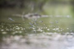 ei-afzet in groepjes