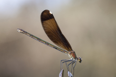 Koperen beekjuffer /Calopteryx haemorrhoidalis/vrouw/female