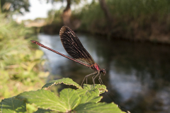 Koperen beekjuffer /Calopteryx haemorrhoidalis